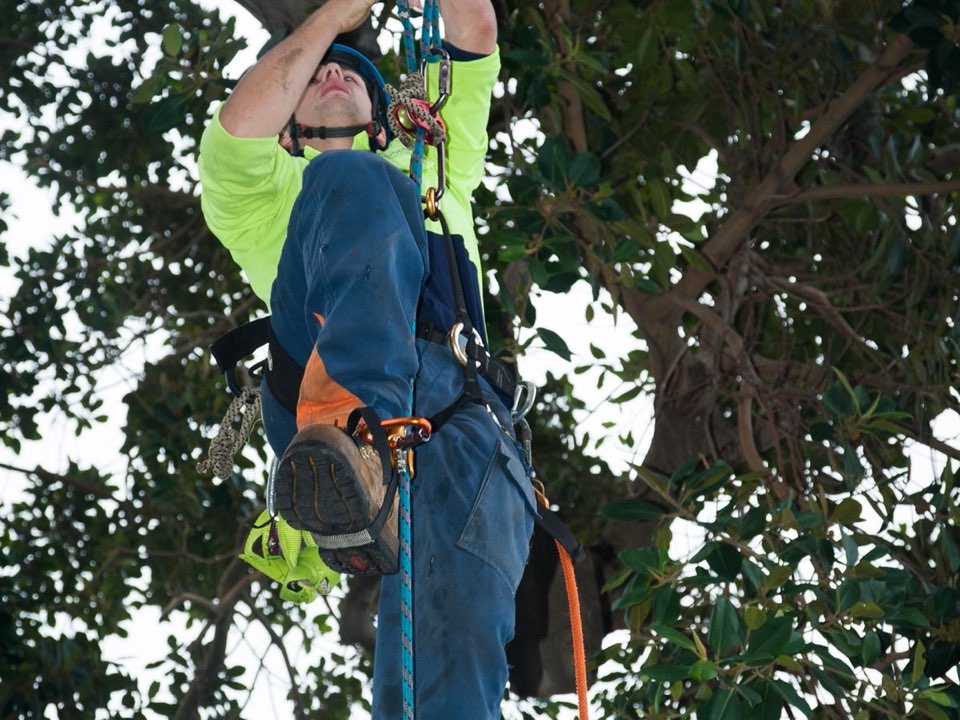 Qualified arborist working in a mature tree during a risk assessment in Isle of Anglesey