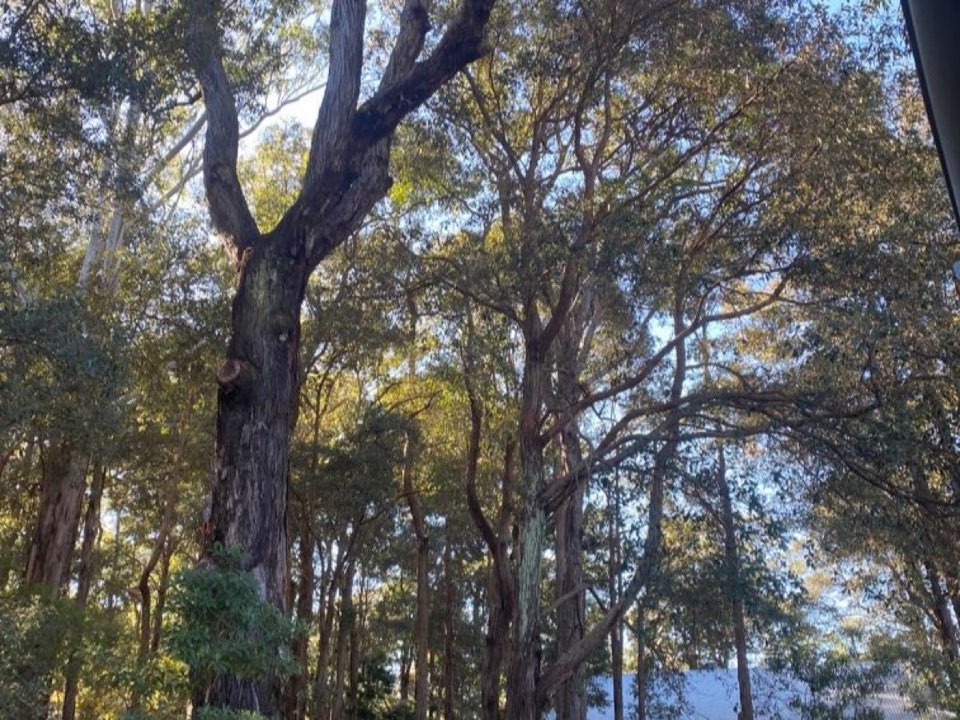 Mature trees in Isle of Anglesey parkland with a property visible in the background